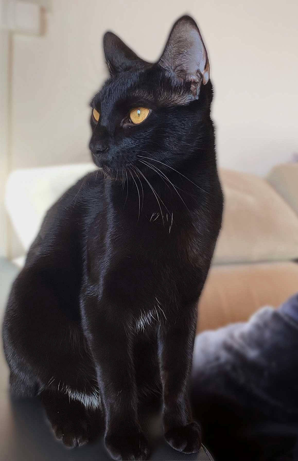 Bagheera participe au concours pour gagner de l'argent avec cette photo : black_cat, bombay, carnivore, cat, claw, comfort, couch, domestic_short_haired_cat, felidae, fur, havana_brown, sleeper_chair, small_to_medium_sized_cats, snout, tail, terrestrial_animal, whiskers