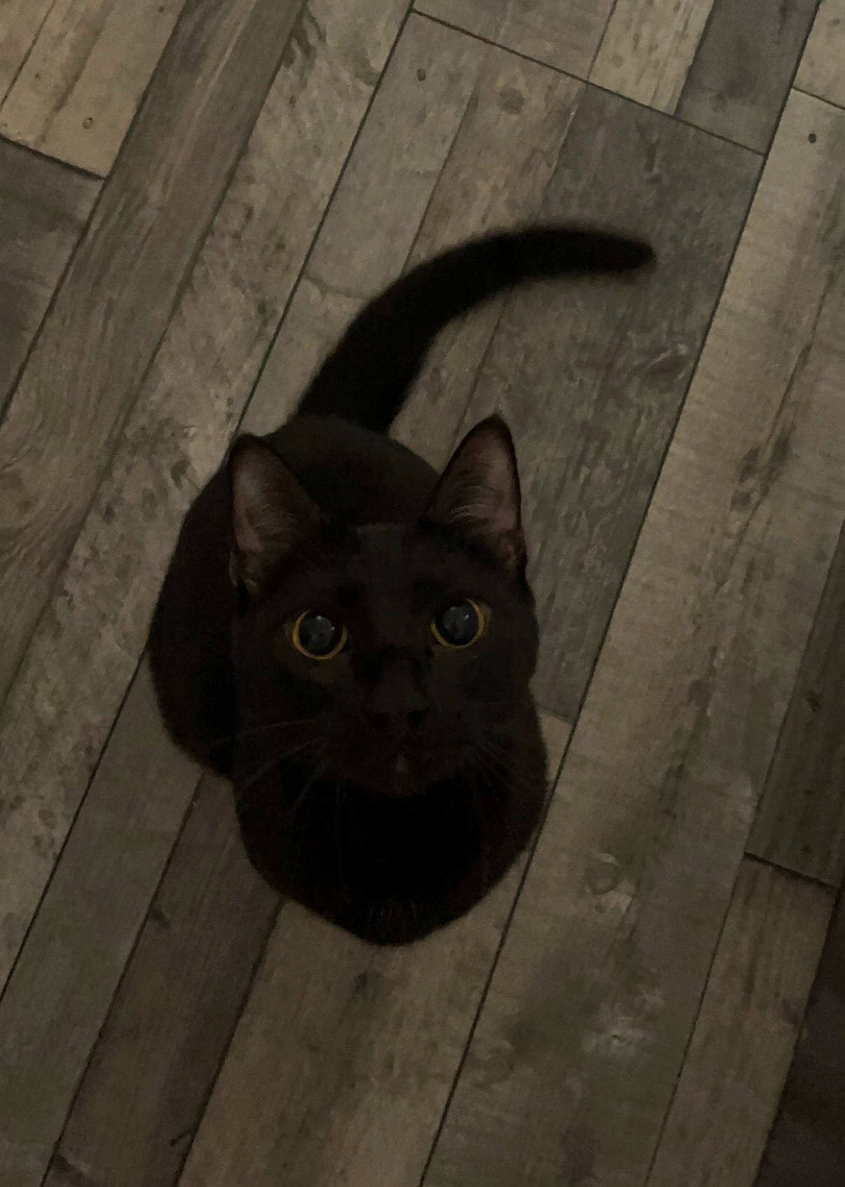 Bagheera a rejoint le concours — aidez-le/la à gagner de superbes lots ! black_cat, carnivore, cat, concrete, domestic_short_haired_cat, felidae, flooring, fur, grey, hardwood, plank, road_surface, shadow, small_to_medium_sized_cats, snout, terrestrial_animal, whiskers, wood, wood_flooring, wood_stain