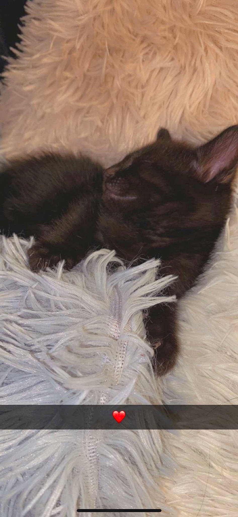 Bagheera participe au concours pour gagner de l'argent avec cette photo : black_cat, canidae, carnivore, cat, cat_bed, cat_supply, claw, comfort, companion_dog, dog_breed, fawn, felidae, fur, grey, small_to_medium_sized_cats, snout, sporting_group, tail, whiskers, working_animal