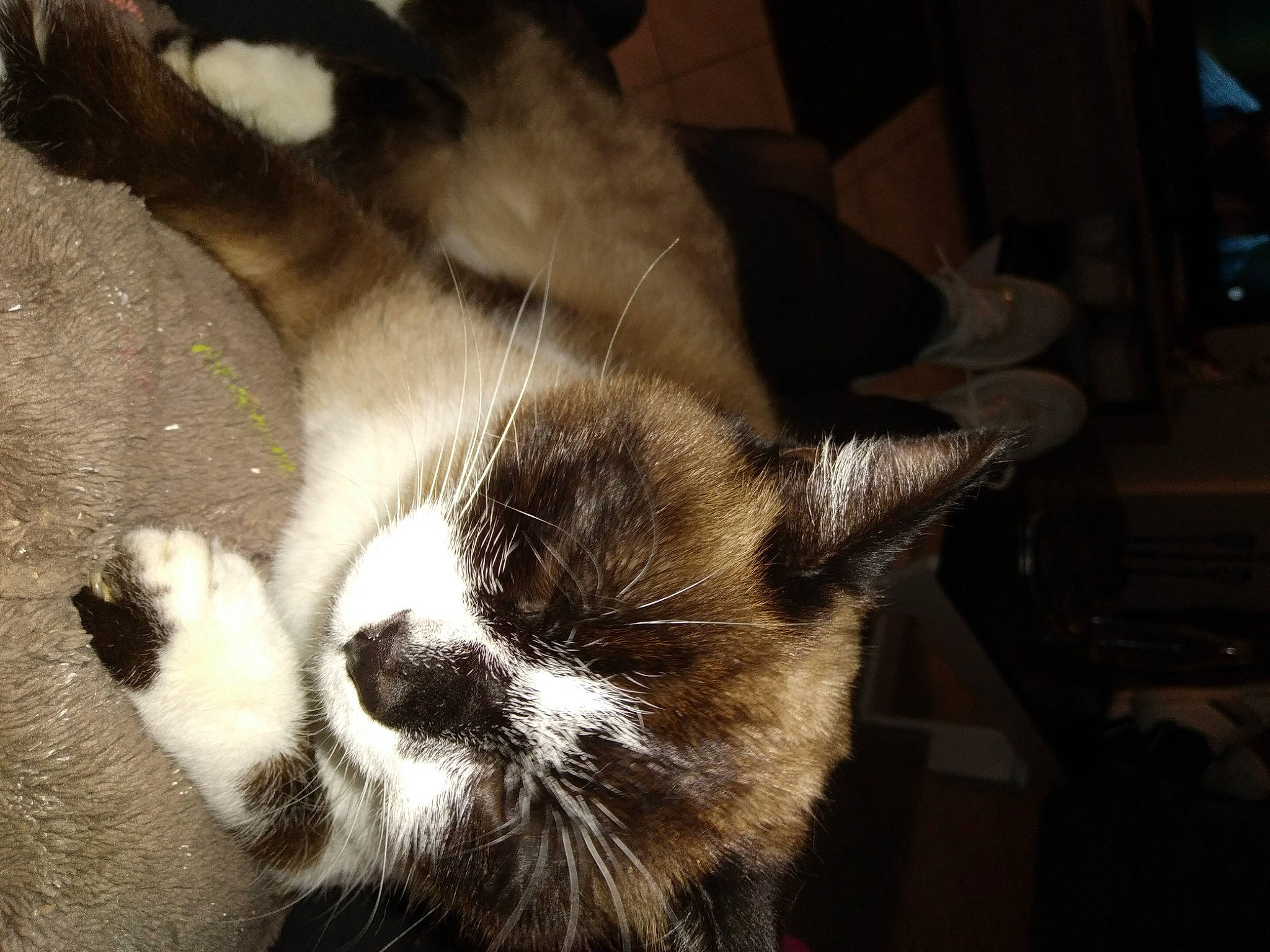 Pipa a rejoint le concours — aidez-le/la à gagner de superbes lots ! carnivore, cat, claw, comfort, dog_breed, domestic_short_haired_cat, ear, fawn, felidae, foot, fur, human_leg, nap, paw, sleep, small_to_medium_sized_cats, snout, tail, terrestrial_animal, whiskers