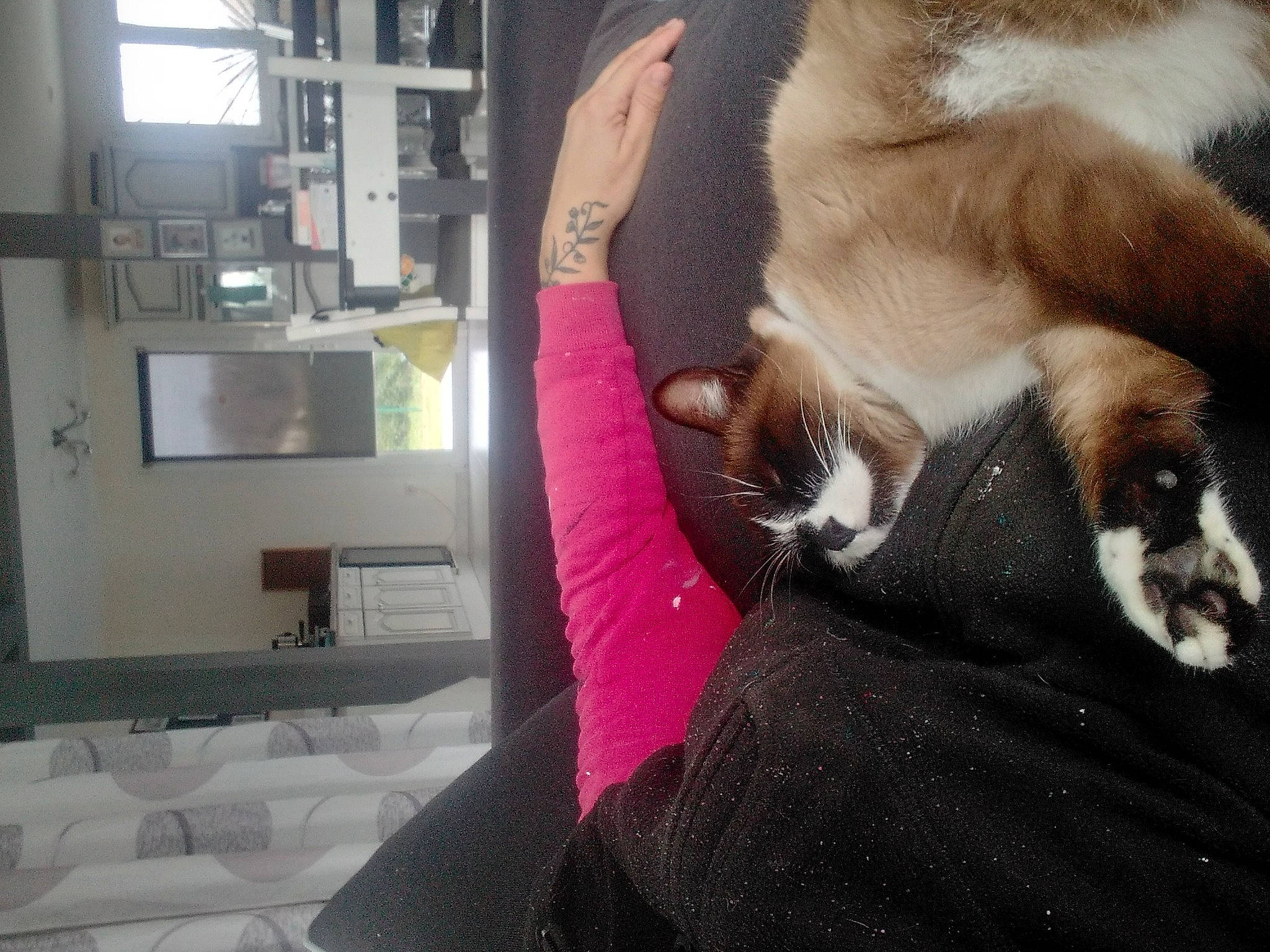 Pipa participe au concours pour gagner de l'argent avec cette photo : canidae, carnivore, cat, comfort, companion_dog, couch, dog_breed, domestic_short_haired_cat, fawn, felidae, fur, leg, paw, room, small_to_medium_sized_cats, snout, sporting_group, tail, thai, whiskers