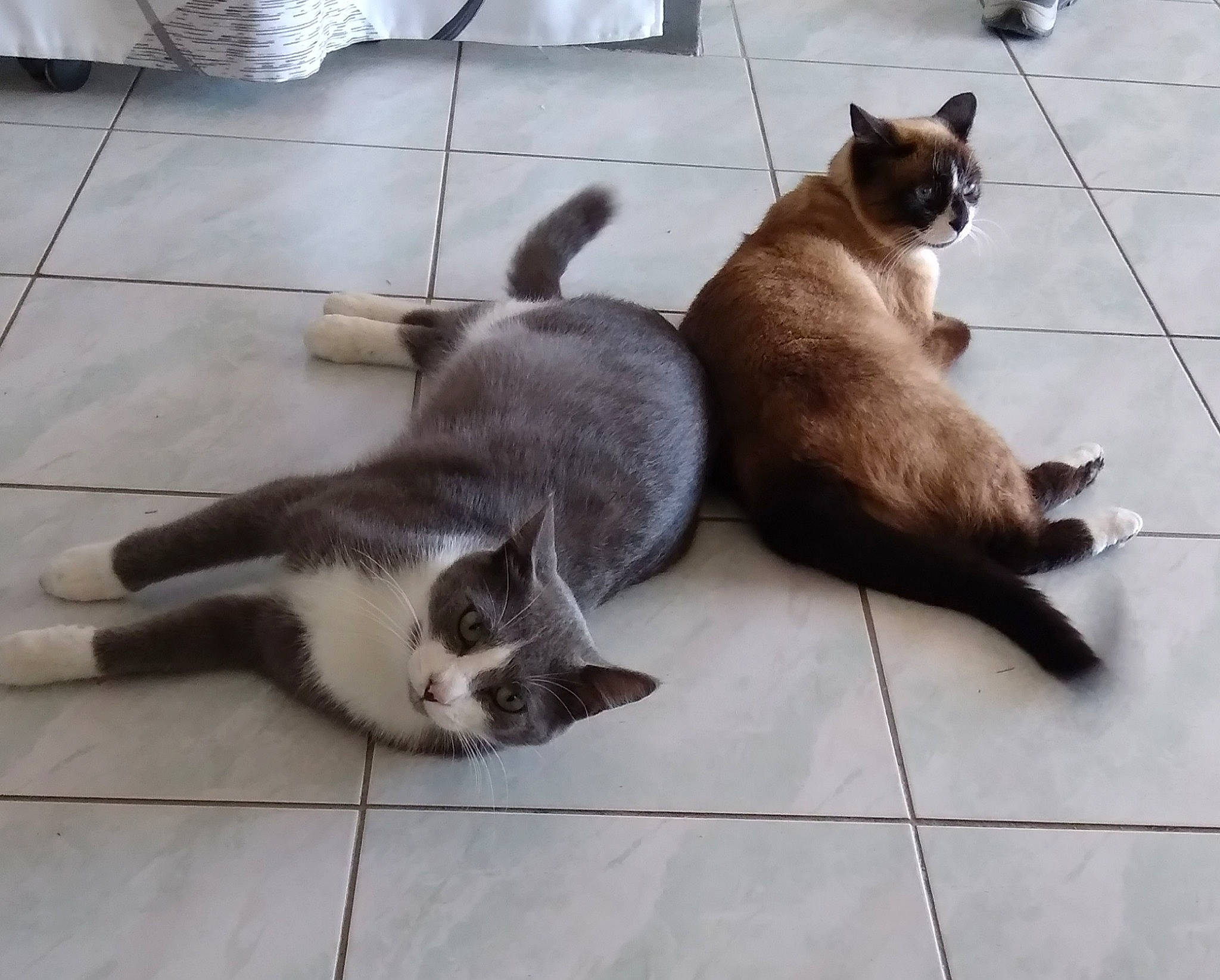 Pipa participe au concours pour gagner de l'argent avec cette photo : carnivore, cat, comfort, dog_breed, domestic_short_haired_cat, fawn, felidae, floor, flooring, fur, hardwood, mammal, siamese, small_to_medium_sized_cats, snout, tail, thai, vertebrate, whiskers, wood