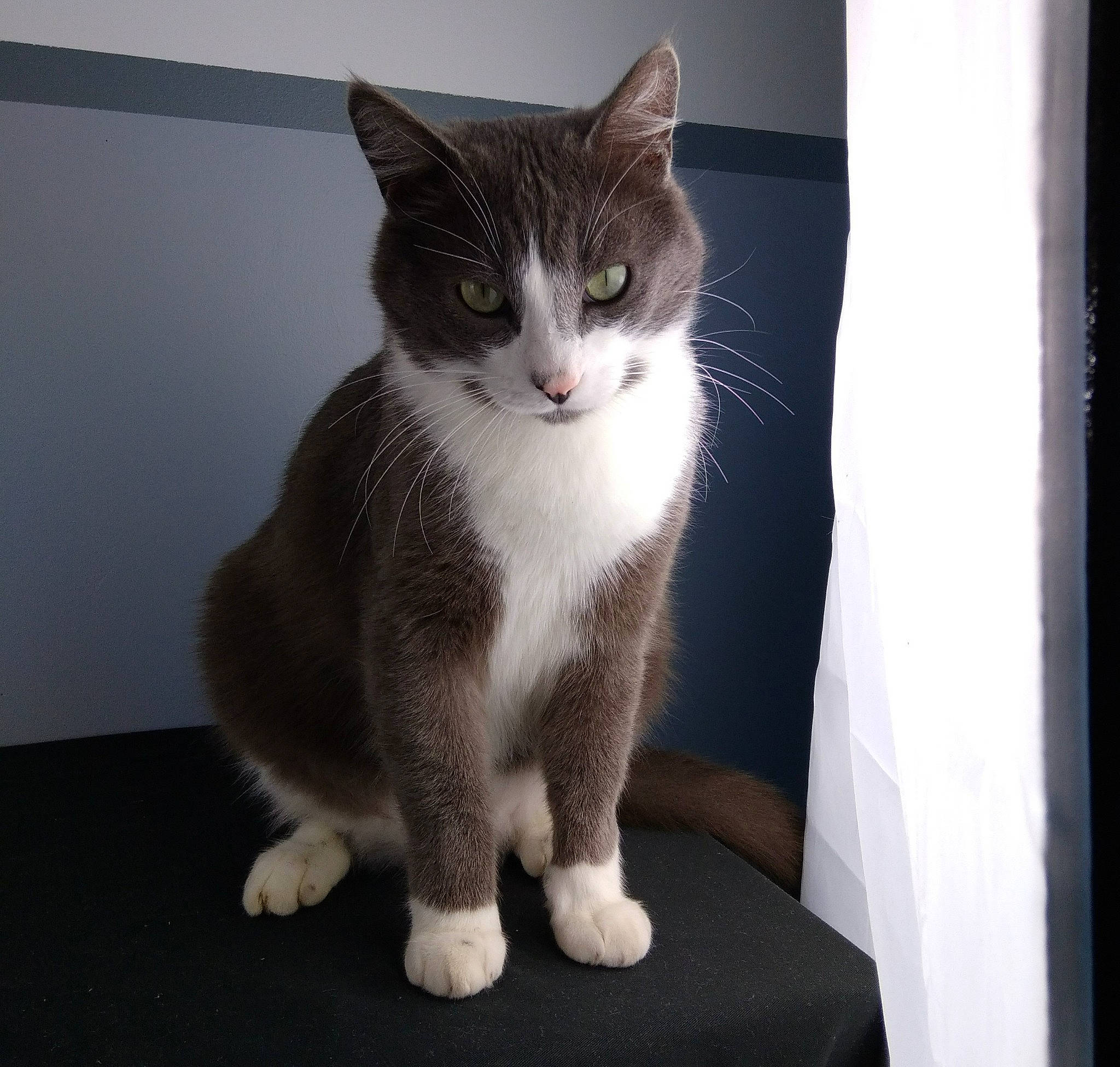 Popy participe au concours pour gagner de l'argent avec cette photo : carnivore, cat, domestic_short_haired_cat, eye, felidae, fur, grey, hair, monochrome_photography, paw, sitting, small_to_medium_sized_cats, snout, tail, whiskers