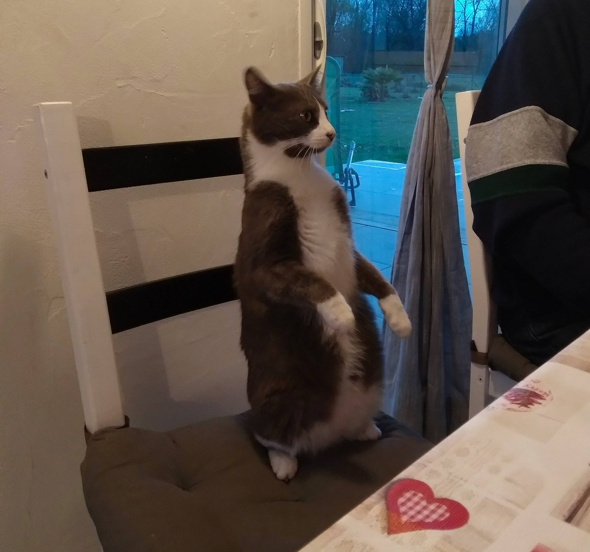 Popy a rejoint le concours — aidez-le/la à gagner de superbes lots ! box, carnivore, cat, comfort, domestic_short_haired_cat, fawn, felidae, flooring, fur, lap, mammal, pet_supply, sitting, small_to_medium_sized_cats, snout, table, tail, vertebrate, whiskers, window