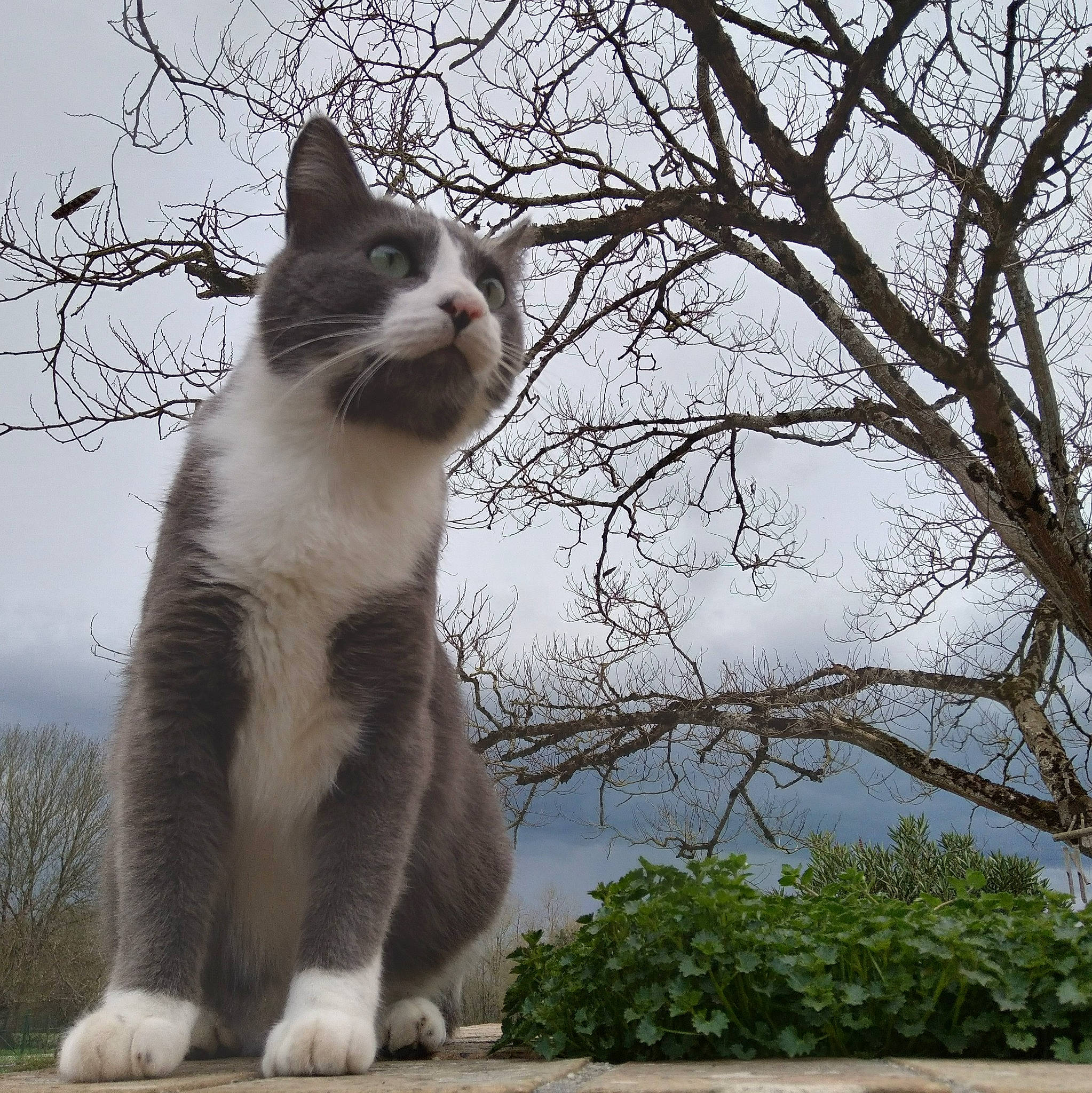 Popy participe au concours pour gagner de l'argent avec cette photo : carnivore, cat, cloud, domestic_short_haired_cat, eye, felidae, fur, grass, paw, photo_caption, plant, sky, small_to_medium_sized_cats, snout, tail, terrestrial_animal, tree, twig, whiskers