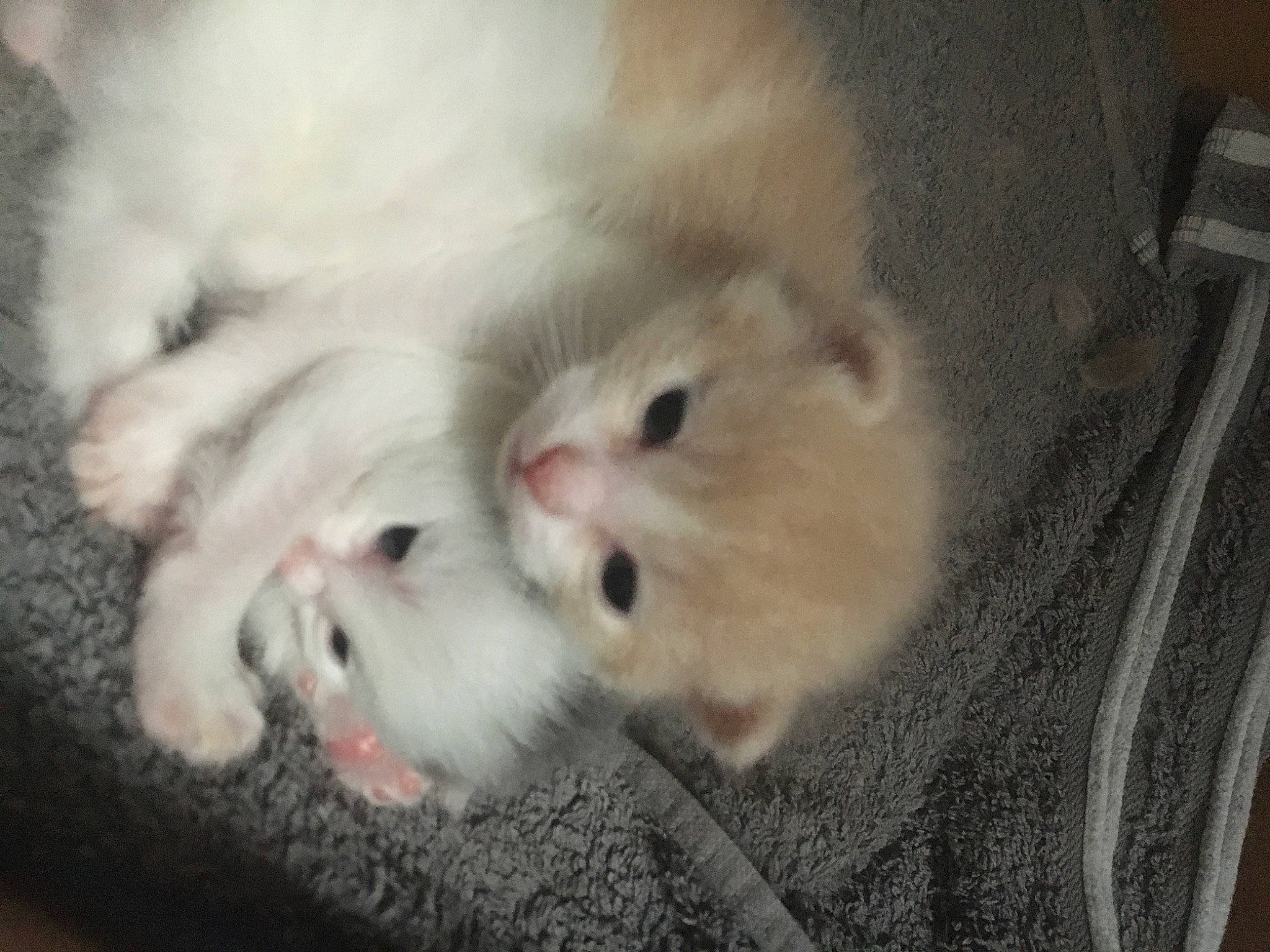 Toby a rejoint le concours — aidez-le/la à gagner de superbes lots ! carnivore, cat, fawn, felidae, kitten, mammal, paw, persian, ragdoll, small_to_medium_sized_cats, snout, turkish_angora, vertebrate, whiskers