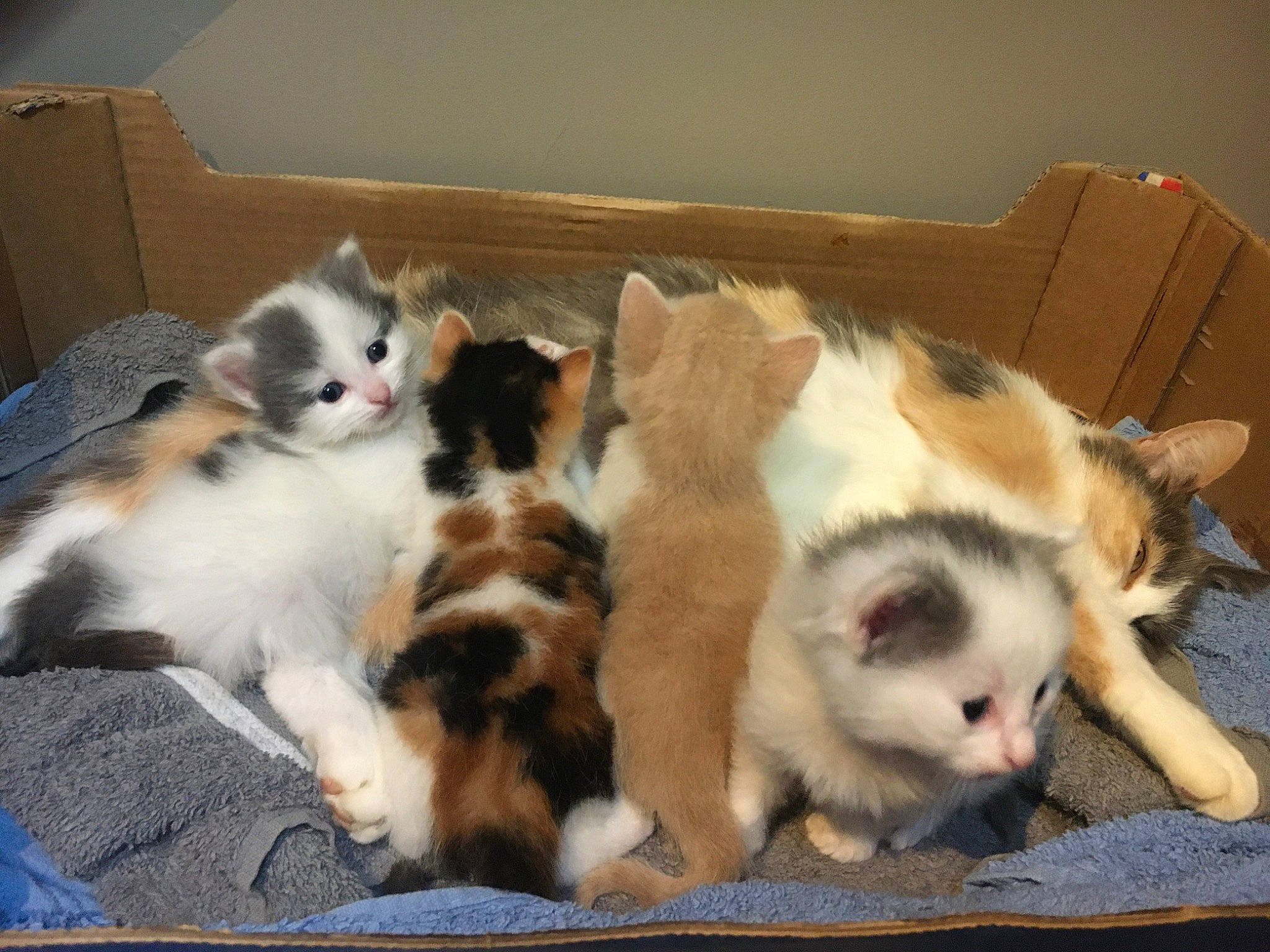 Toby participe au concours pour gagner de l'argent avec cette photo : carnivore, cat, fawn, felidae, kitten, mammal, norwegian_forest_cat, ragamuffin, small_to_medium_sized_cats, vertebrate, whiskers