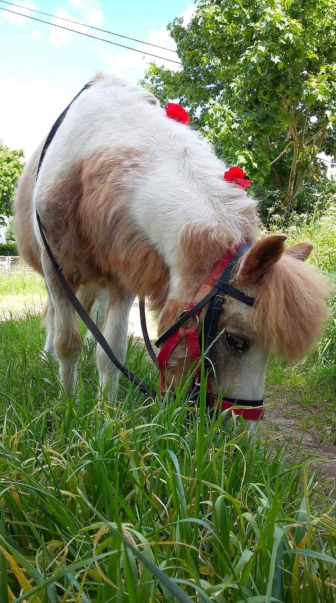 Petit-gus a rejoint le concours — aidez-le/la à gagner de superbes lots ! bovine, fawn, grass, grassland, grazing, horse, livestock, mammal, meadow, pasture, plant, pony, snout, vertebrate, working_animal