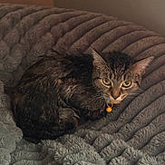 Whiskers is registered to the contest to win money with this photo: cat, tabby, wet, collar, bell, pet, animal, fur, blanket, texture, indoor, cozy, resting, cute, eyes, face, feline, soft, comfort, relaxed