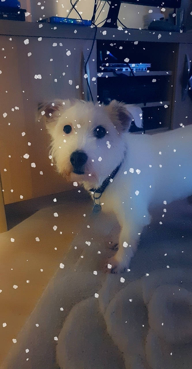 Oscar joined the competition — help win amazing prizes! canidae, carnivore, companion_dog, dog, dog_breed, havanese, puppy, schnoodle, snout, snow, sporting_group, west_highland_white_terrier