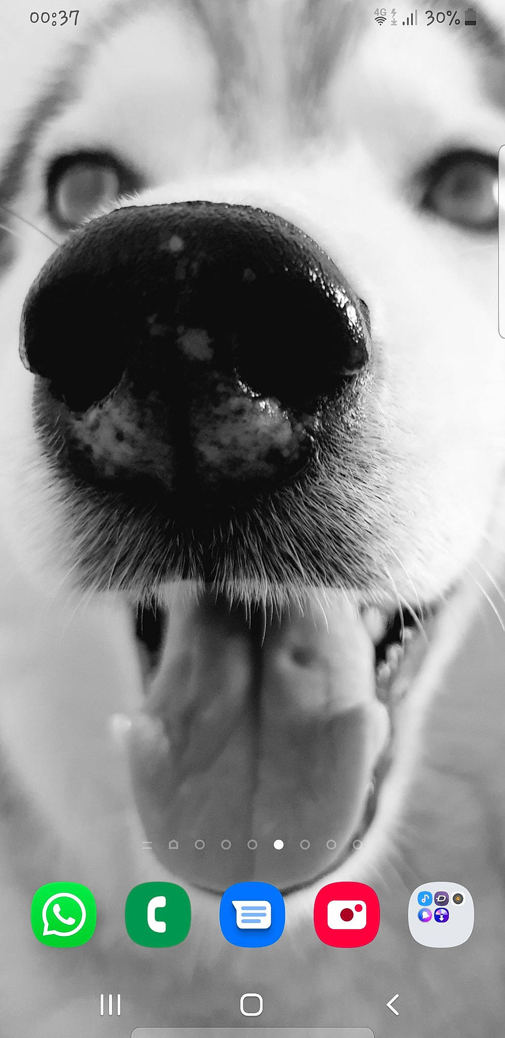 Nikita is registered to the contest to win money with this photo: black_and_white, canidae, carnivore, close_up, dog, dog_breed, eye, fur, jaw, monochrome_photography, mouth, nose, photo_caption, photography, puppy, selfie, snout, whiskers