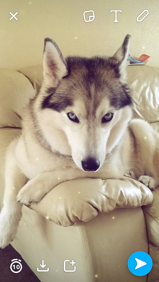 Nikita is registered to the contest to win money with this photo: alaskan_malamute, canadian_eskimo_dog, canidae, canis, carnivore, czechoslovakian_wolfdog, dog, dog_breed, mammal, miniature_siberian_husky, native_american_indian_dog, northern_inuit_dog, saarloos_wolfdog, sakhalin_husky, seppala_siberian_sleddog, siberian_husky, sled_dog, tamaskan_dog, vertebrate, wolfdog