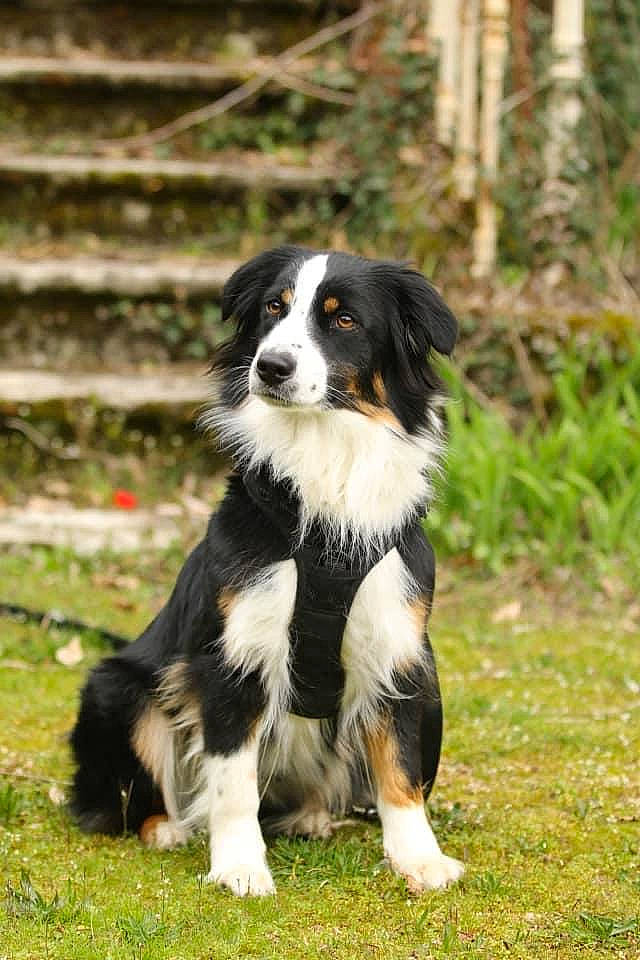 Polly a rejoint le concours — aidez-le/la à gagner de superbes lots ! australian_collie, bernese_mountain_dog, border_collie, canidae, carnivore, companion_dog, dog, dog_breed, fur, grass, herding_dog, plant, sporting_group, terrestrial_animal, tree, working_animal, working_dog