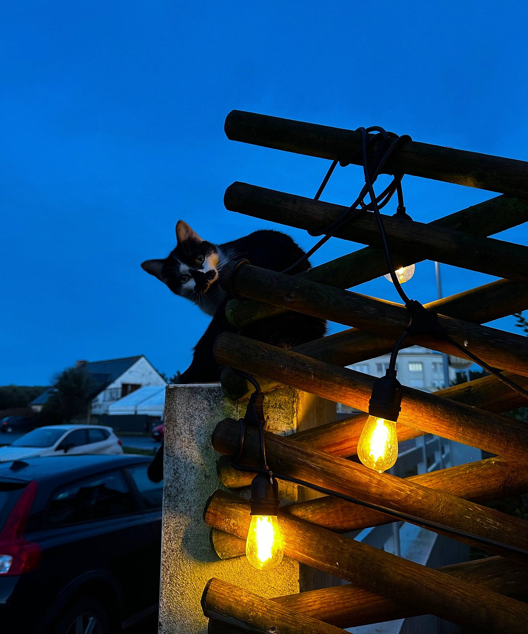 Chouchou a rejoint le concours — aidez-le/la à gagner de superbes lots ! automotive_exterior, automotive_lighting, building, car, cat, family_car, felidae, mid_size_car, motor_vehicle, roof, sky, small_to_medium_sized_cats, sport_utility_vehicle, street_light, tints_and_shades, tire, vehicle, vehicle_door, wheel, wood