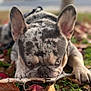 dog, french_bulldog, merle_coat, close_up, autumn_leaves, stick, outdoor, grass, plants, pet, animal, lying_down, chewing, ears, snout, nature, background_blur, focused, cute, canine