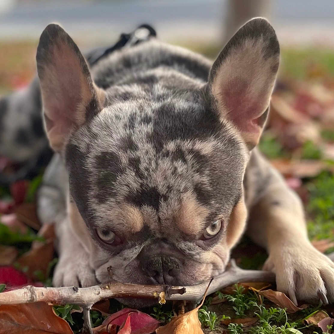 Bowie is registered to the contest to win money with this photo: animal, autumn_leaves, background_blur, canine, chewing, close_up, cute, dog, ears, focused, french_bulldog, grass, lying_down, merle_coat, nature, outdoor, pet, plants, snout, stick