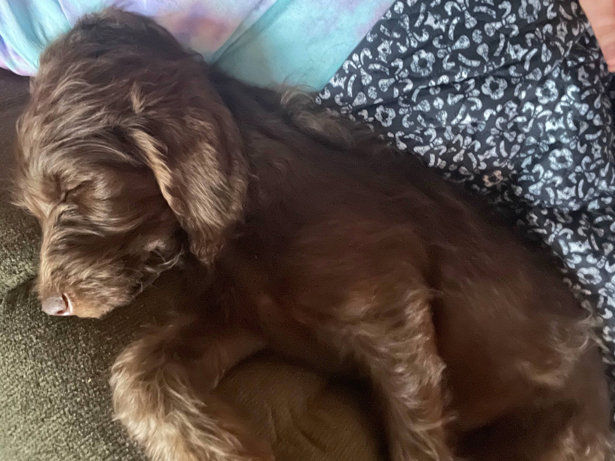 Haliah is registered to the contest to win money with this photo: canidae, carnivore, cocker_spaniel, comfort, companion_dog, dog, dog_breed, dog_collar, ear, fur, gun_dog, liver, puppy, retriever, snout, spaniel, sporting_group, terrestrial_animal, working_animal