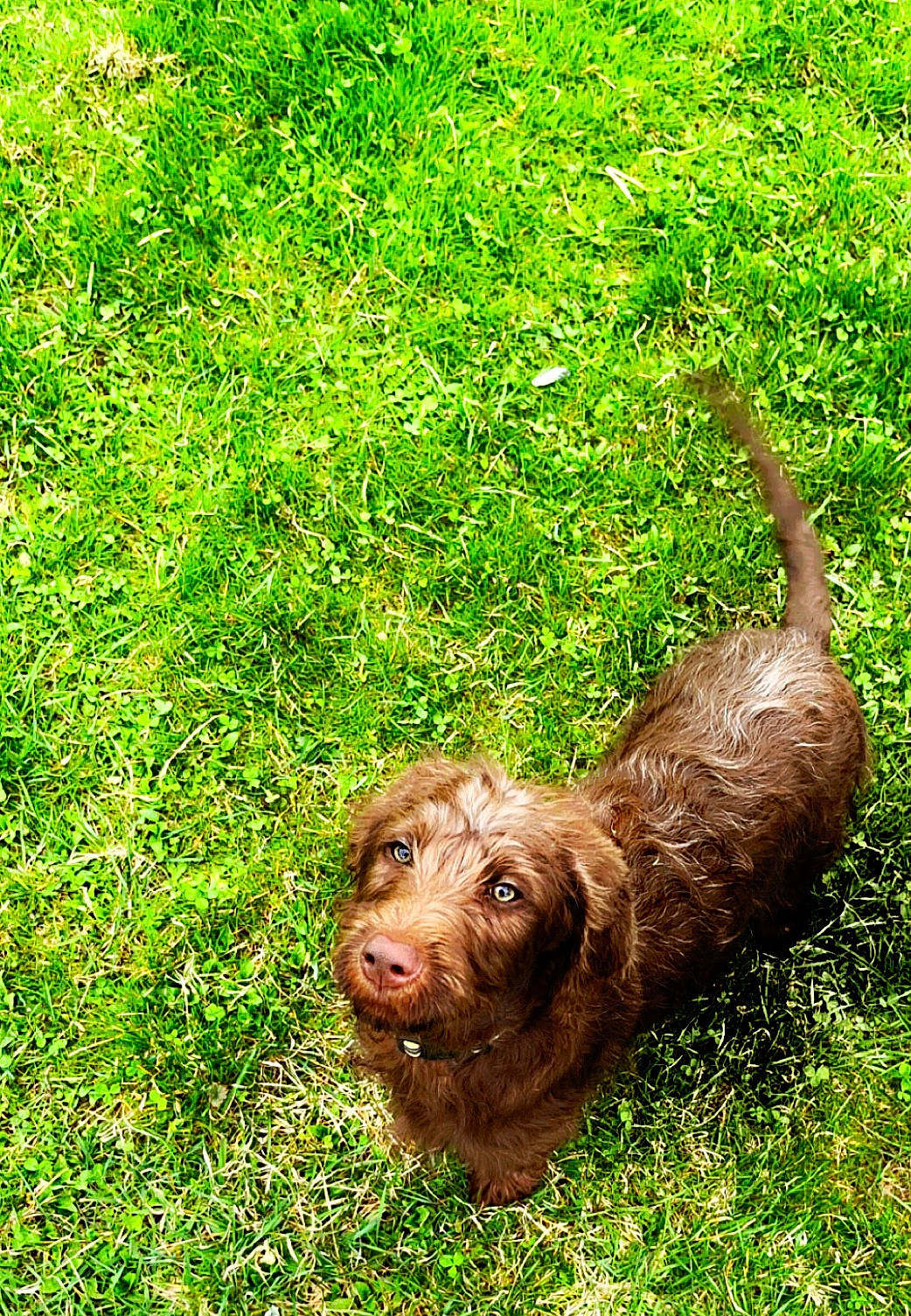 Haliah is registered to the contest to win money with this photo: canidae, carnivore, cocker_spaniel, companion_dog, dog, dog_breed, fawn, grass, groundcover, gun_dog, hunting_dog, liver, plant, retriever, soil, spaniel, sporting_group, terrestrial_animal, terrier, working_animal