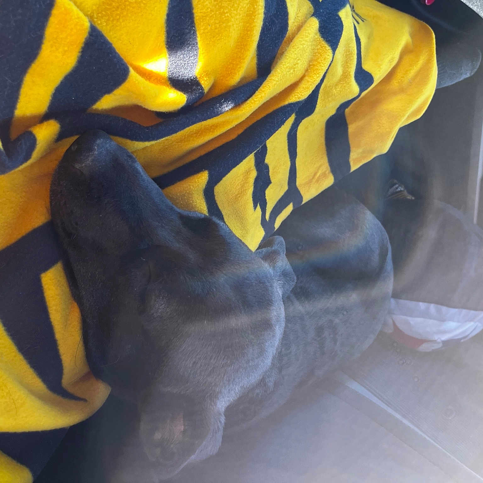 Cypher joined the competition — help win amazing prizes! athletic_shoe, bag, comfort, denim, electric_blue, foot, human_body, human_leg, jacket, jeans, jersey, outdoor_shoe, outerwear, personal_protective_equipment, sleeve, sports_uniform, sportswear, t_shirt, walking_shoe, yellow