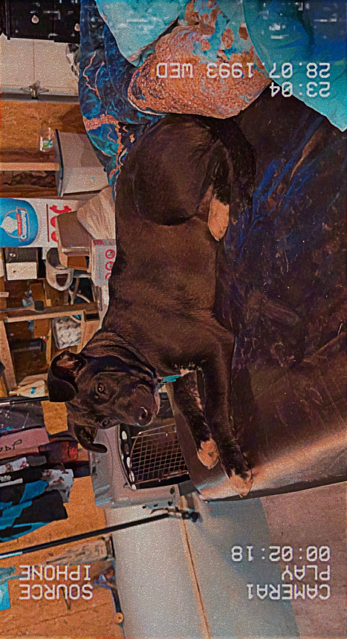 Cypher is registered to the contest to win money with this photo: art, artist, bridle, elephant, fictional_character, flesh, font, graffiti, horse_tack, illustration, mural, musician, painting, rein, sporting_group, tree, visual_arts, working_animal