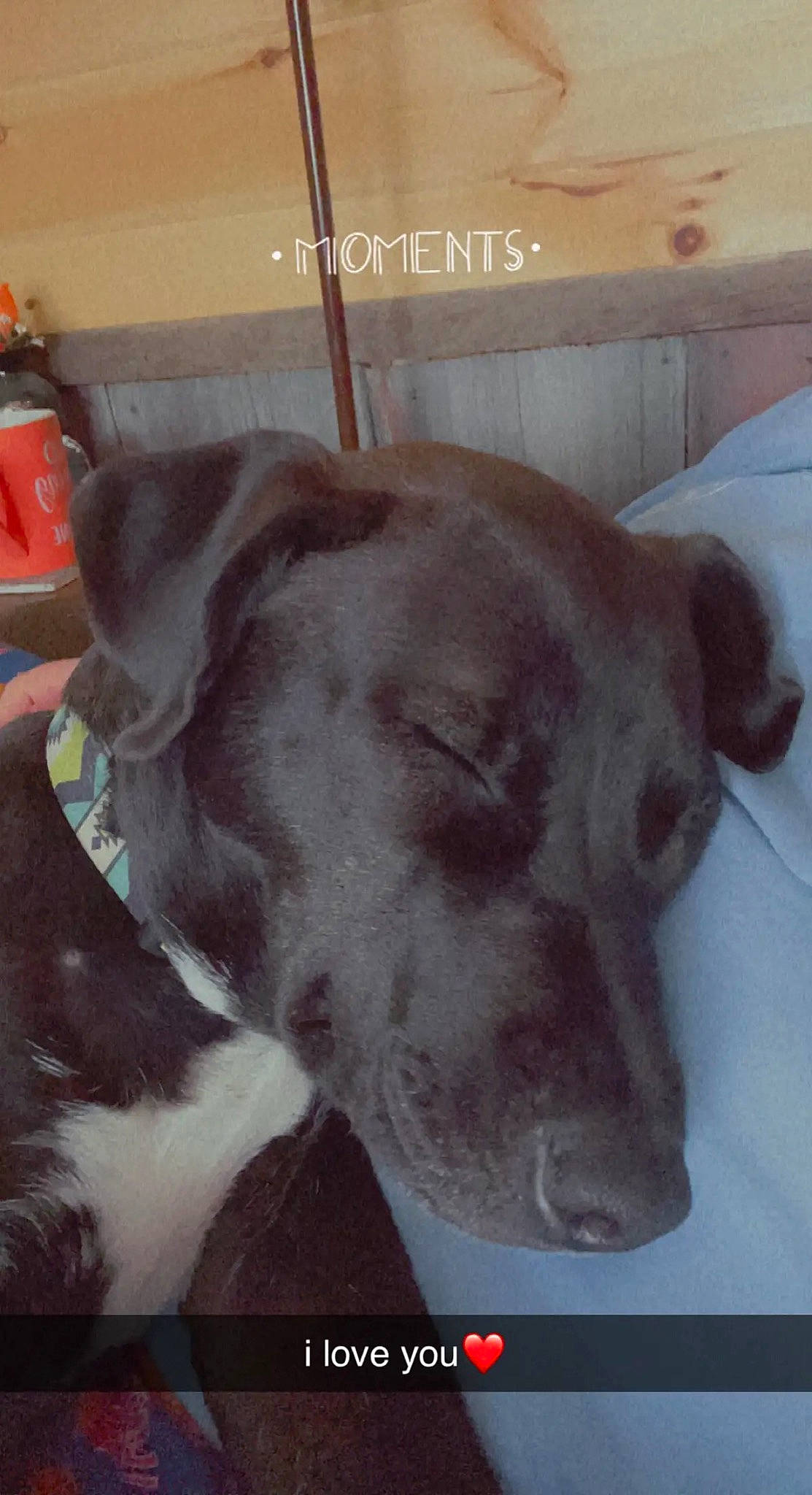 Cypher is registered to the contest to win money with this photo: canidae, carnivore, collar, companion_dog, dog, dog_breed, dog_collar, dog_supply, ear, fawn, fur, head, liver, metal, pet_supply, picture_frame, snout, sporting_group, whiskers, working_animal