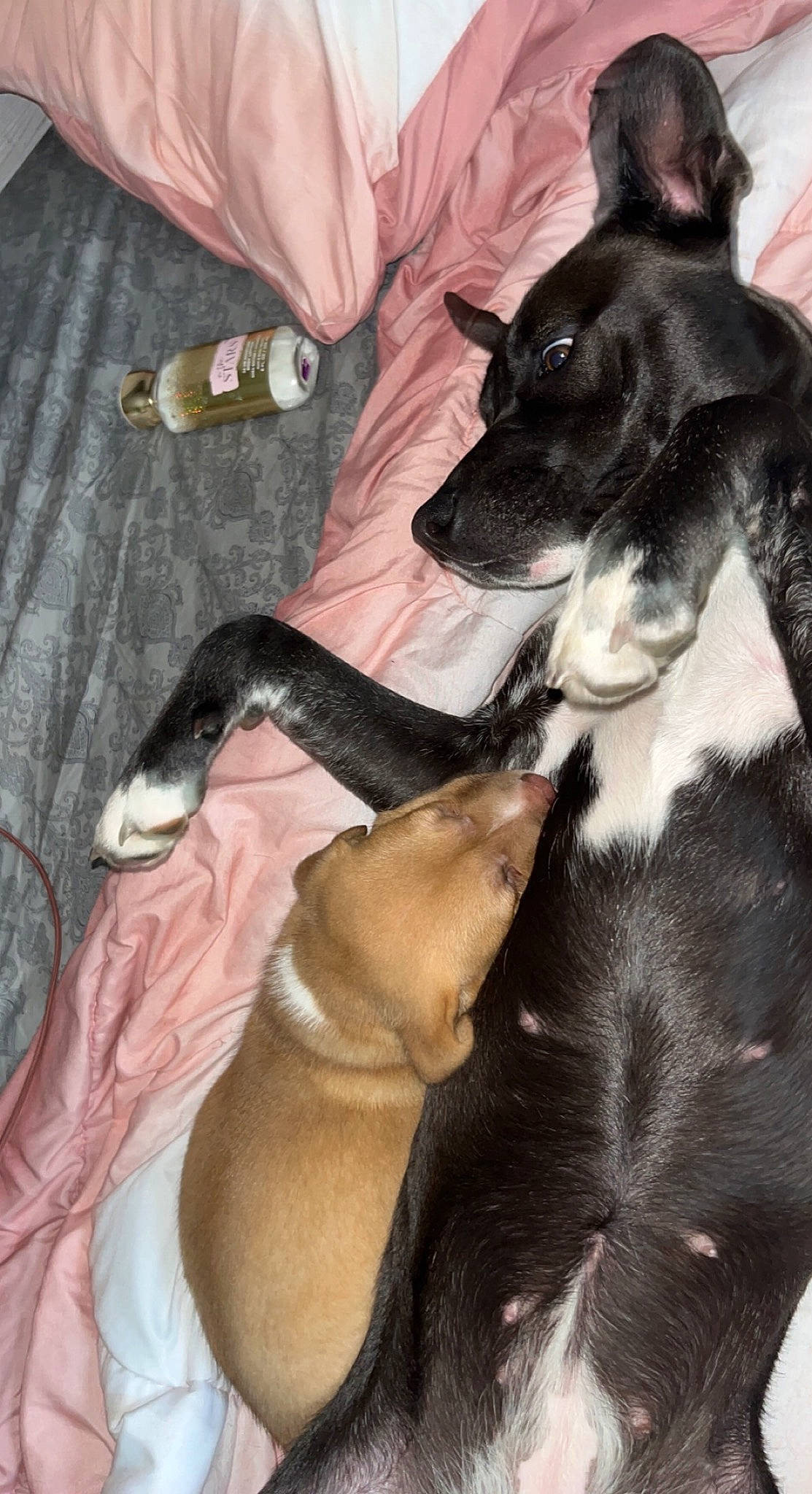 Cypher joined the competition — help win amazing prizes! canidae, carnivore, collar, comfort, companion_dog, dog, dog_breed, ear, fawn, foot, fur, guard_dog, human_leg, paw, snout, sporting_group, tail, vertebrate, whiskers, working_animal