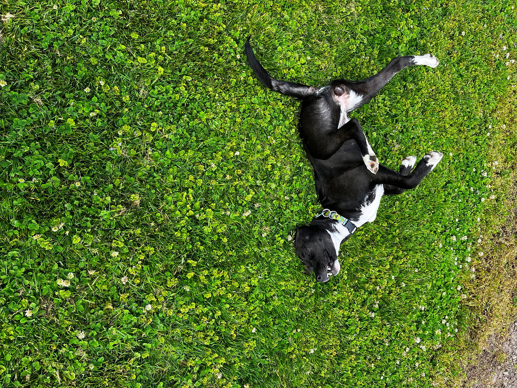 Cypher is registered to the contest to win money with this photo: canidae, carnivore, companion_dog, dog, dog_breed, grass, grassland, groundcover, hunting_dog, lawn, pasture, people_in_nature, plant, shadow, shrub, sporting_group, tail, tree