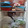 Aiko a rejoint le concours — aidez-le/la à gagner de superbes lots ! kitten, cat, fridge, food_container, vegetables, plastic_bag, dairy_product, cheese, fresh_food, shelf, curious, indoor, pet, storage, refrigerator, eyes, fur, small_animal, home, cute