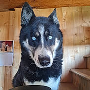 Gwenaelle Robic participe au concours pour gagner de l'argent avec cette photo : animal, black_and_white, blue_eyes, canine, close_up, companion, dog, domestic, ears, fur, house, husky, indoor, looking, nose, pet, portrait, staircase, whiskers, wooden_wall