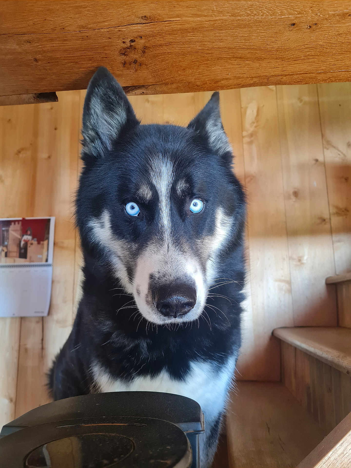 Gwenaelle Robic participe au concours pour gagner de l'argent avec cette photo : animal, black_and_white, blue_eyes, canine, close_up, companion, dog, domestic, ears, fur, house, husky, indoor, looking, nose, pet, portrait, staircase, whiskers, wooden_wall