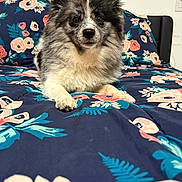 Max is registered to the contest to win money with this photo: animal, bed, comfortable, cozy, cute, dog, domestic, ears, floral_pattern, fur, furniture, home, indoor, looking_at_camera, mammal, paw, pet, portrait, resting, snout