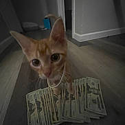 Chedda joined the competition — help win amazing prizes! animal, cat, close_up, collar, curious, currency, cute, dollar_bills, domestic_cat, floor, front_paws, indoor, kitten, money, orange_tabby, pet, whiskers, wide_eyes, wooden_floor, young_cat