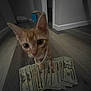 animal, cat, close_up, collar, curious, currency, cute, dollar_bills, domestic_cat, floor, front_paws, indoor, kitten, money, orange_tabby, pet, whiskers, wide_eyes, wooden_floor, young_cat