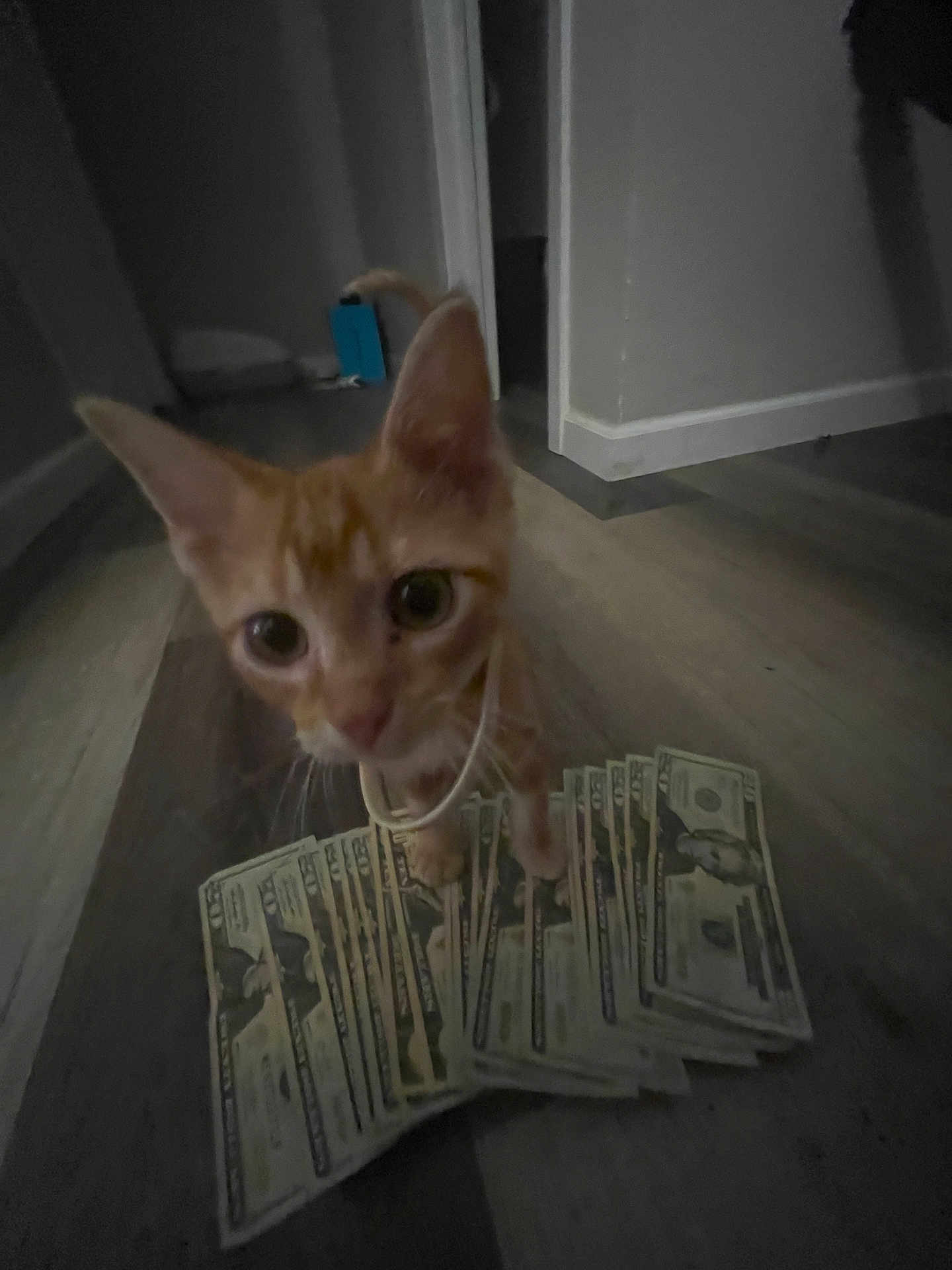 Chedda