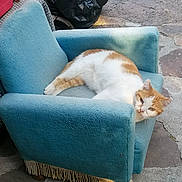 Choupi a rejoint le concours — aidez-le/la à gagner de superbes lots ! cat, orange_and_white, feline, small_chair, blue_chair, vintage_furniture, fringe, outdoor, stone_floor, relaxed, pet, animal, resting, cozy, sunlight, shadows, curious, domestic_cat, furry, cute