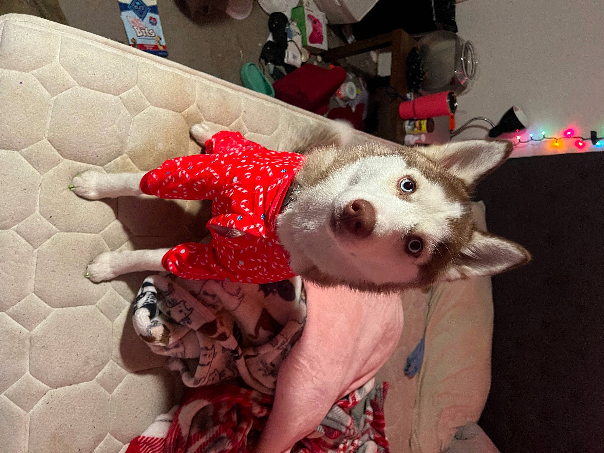 Zelda joined the competition — help win amazing prizes! canidae, carmine, carnivore, comfort, companion_dog, couch, dog, dog_breed, dog_clothes, dog_supply, fashion_accessory, fawn, flooring, fur, linens, party_hat, pattern, snout, sporting_group, working_animal