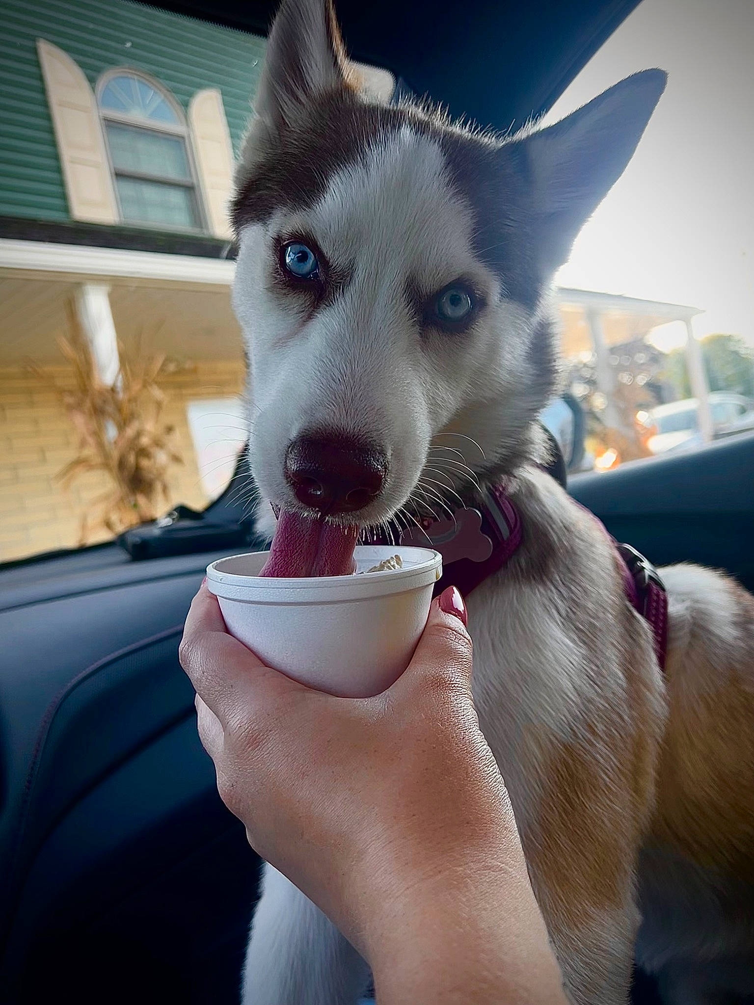 Zelda joined the competition — help win amazing prizes! canidae, carnivore, companion_dog, dog, dog_breed, fawn, felidae, fur, hand, jaw, nail, serveware, small_to_medium_sized_cats, snout, tableware, thumb, whiskers, window, windshield, working_animal