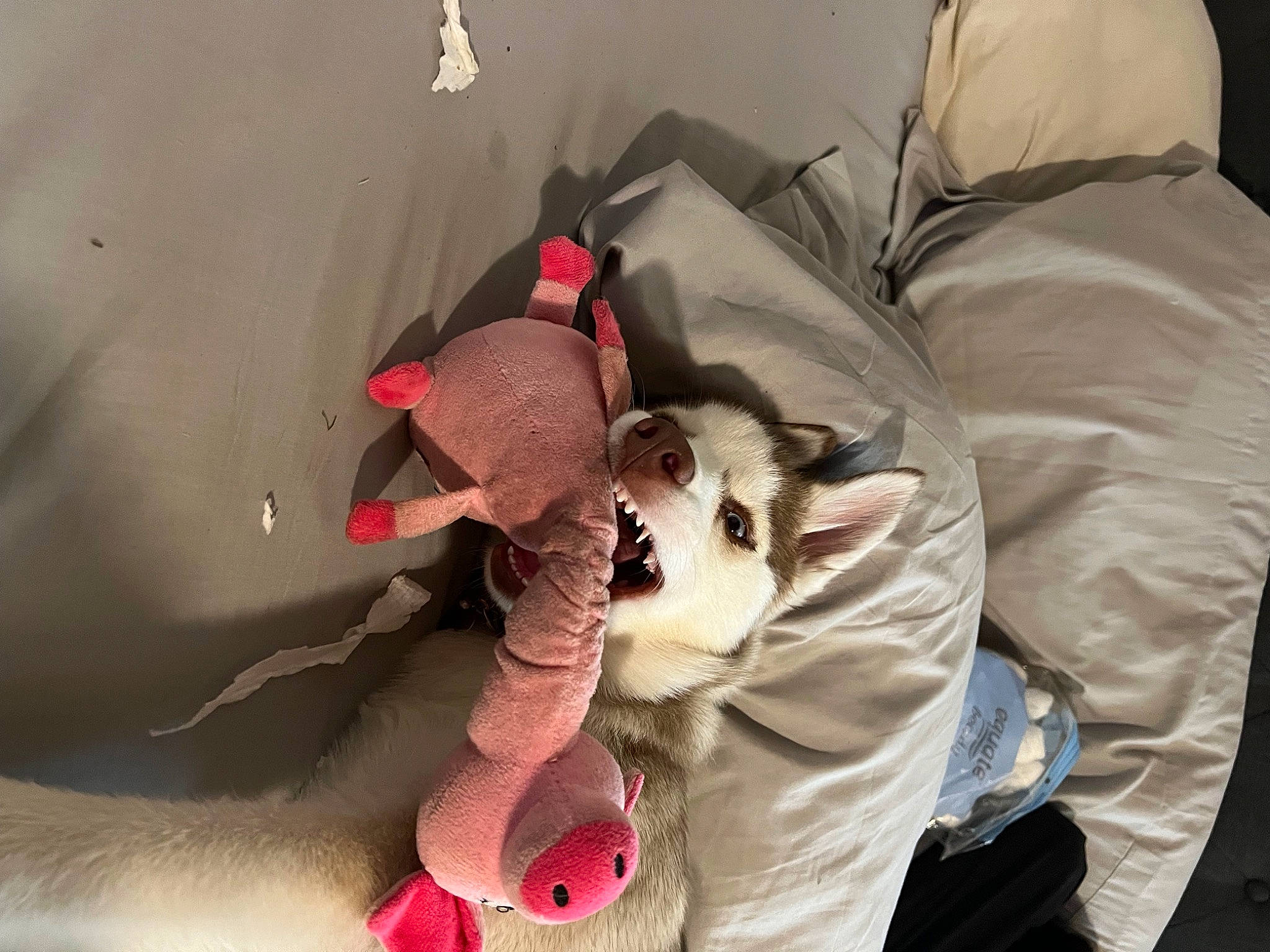 Zelda is registered to the contest to win money with this photo: bed, bed_sheet, bedding, canidae, carmine, comfort, companion_dog, fictional_character, fur, linens, nap, plush, room, stuffed_toy, teddy_bear, textile, toy