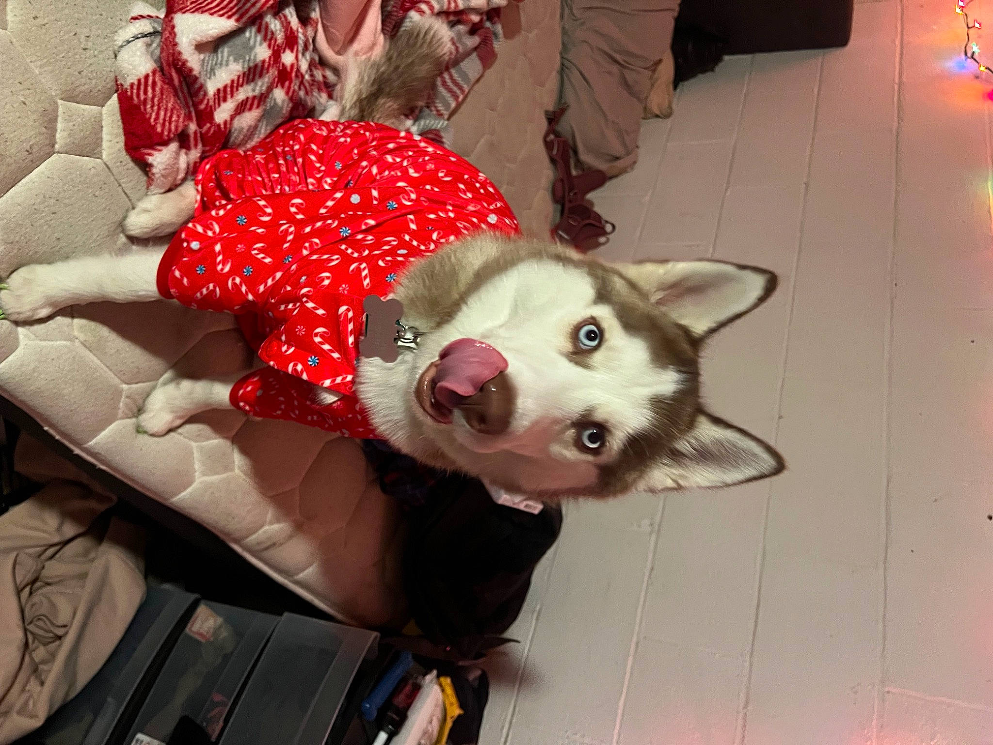 Zelda is registered to the contest to win money with this photo: canidae, carnivore, comfort, companion_dog, dog, dog_breed, dog_supply, fawn, flooring, fur, pattern, paw, photograph, plaid, snapshot, snout, sporting_group, whiskers, white, working_animal