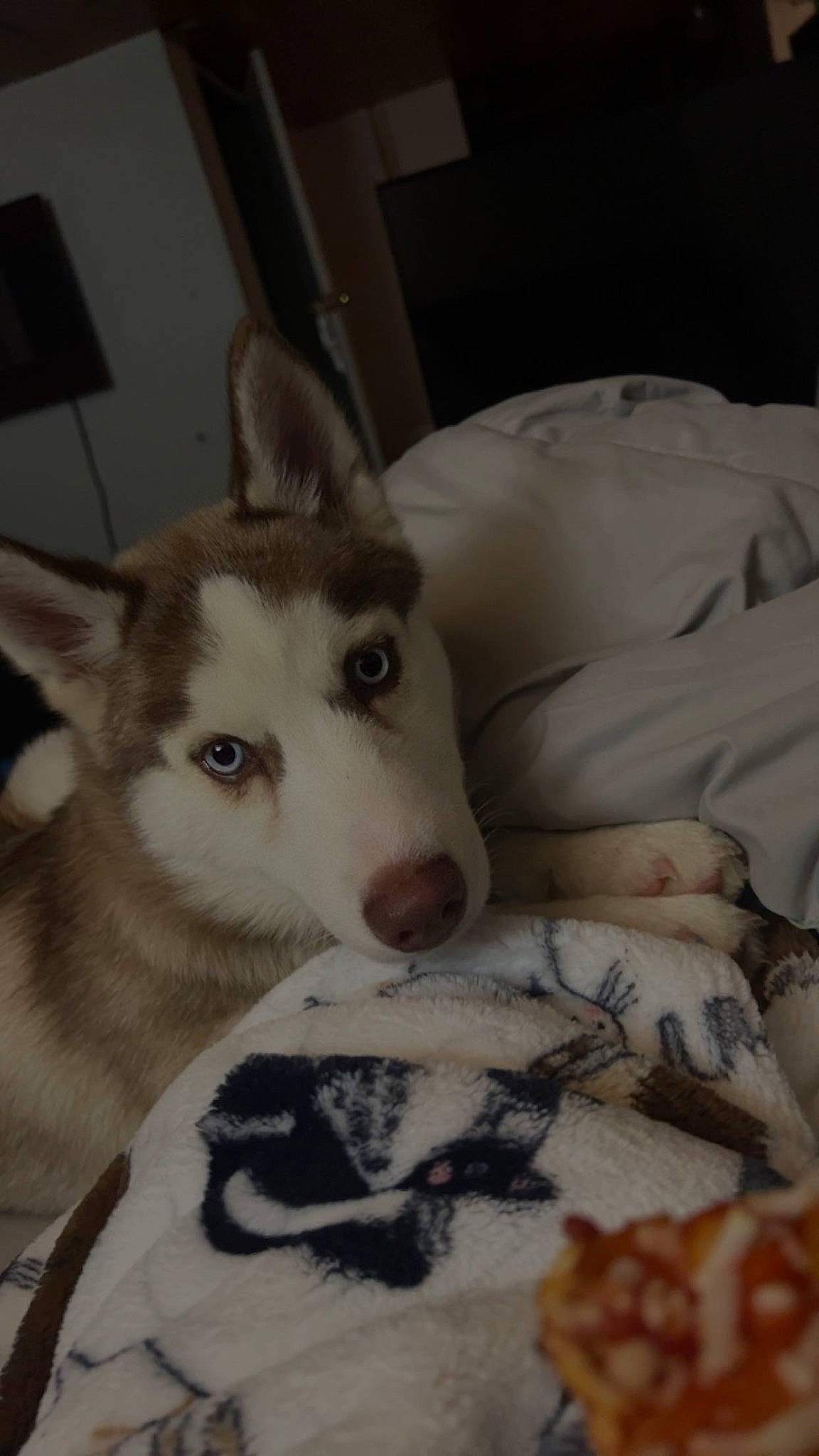 Zelda joined the competition — help win amazing prizes! canidae, canis, carnivore, comfort, companion_dog, dog, dog_breed, fur, herding_dog, jaw, linens, siberian_husky, sled_dog, snout, sporting_group, terrestrial_animal, whiskers, wolf, working_animal, working_dog