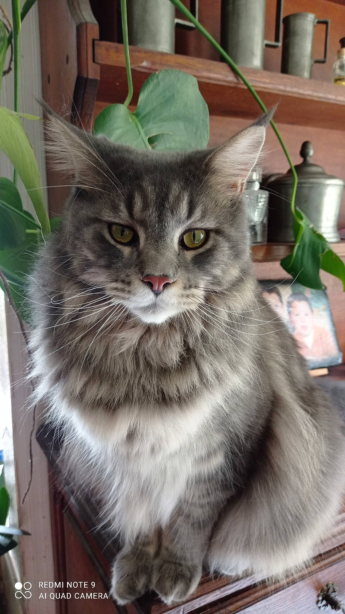Rubis a rejoint le concours — aidez-le/la à gagner de superbes lots ! box, carnivore, cat, domestic_short_haired_cat, felidae, fur, plant, small_to_medium_sized_cats, snout, tail, whiskers, window