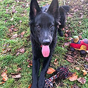 Nox participe au concours pour gagner de l'argent avec cette photo : animal, ball, bodypart, canine, dog, football, germanshepherd, grass, mouth, outdoors, person, pet, plant, puppy, soccer, soccerball, soil, sport, tennis, tennisball