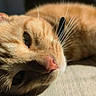 Marcel participe au concours pour gagner de l'argent avec cette photo : cat, orange_cat, ginger_cat, feline, pet, animal, close_up, portrait, whiskers, green_eyes, pink_nose, fur, lying_down, sleepy, relaxed, sunlight, indoor, wooden_floor, dramatic_pose, cute
