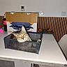 cat, tabby_cat, pet, animal, feline, whiskers, green_eyes, striped_fur, sitting, basket, wire_basket, table, kitchen, dining_area, raclette_grill, cardboard_box, food, pastry, bottle, indoor
