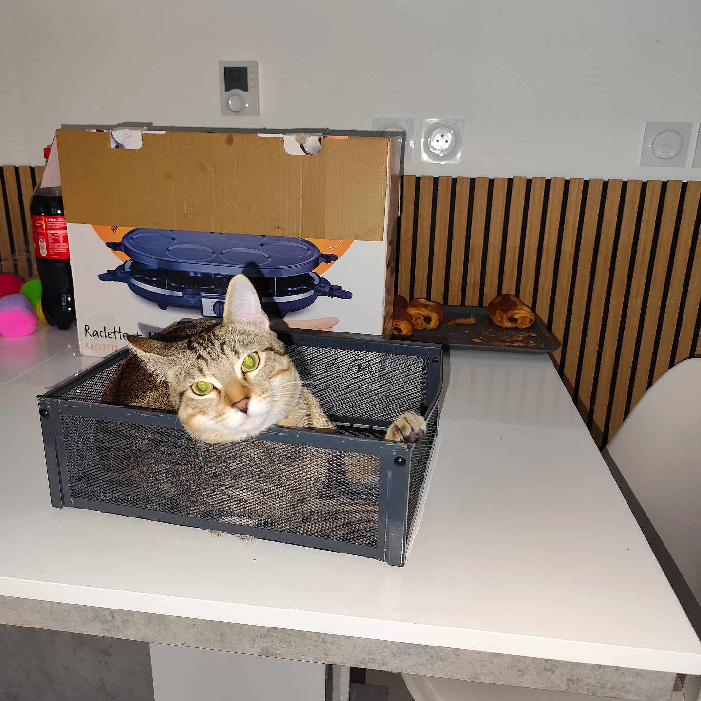 Azur participe au concours pour gagner de l'argent avec cette photo : cat, tabby_cat, pet, animal, feline, whiskers, green_eyes, striped_fur, sitting, basket, wire_basket, table, kitchen, dining_area, raclette_grill, cardboard_box, food, pastry, bottle, indoor