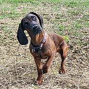 Voza participe au concours pour gagner de l'argent avec cette photo : dog, brown_dog, outdoor, grass, dry_grass, dirt, animal, pet, collar, floppy_ears, curious, head_tilt, four_legs, canine, nature, field, portrait, young_dog, close_up, daylight