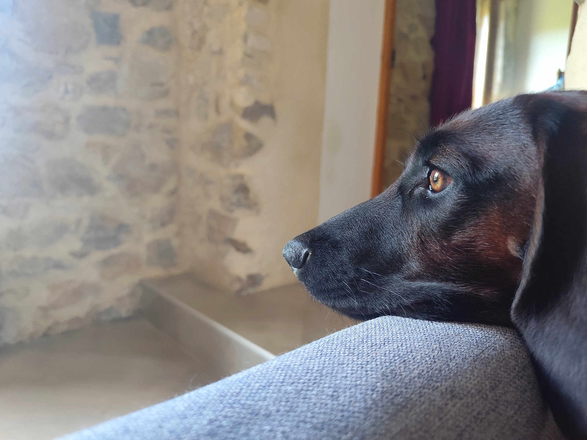 Voza participe au concours pour gagner de l'argent avec cette photo : dog, black_dog, close_up, resting, side_view, indoor, stone_wall, gray_fabric, calm, pet, animal, looking_away, nostril, ear, snout, fur, portrait, domestic, contemplative, soft_light