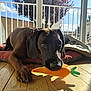 Voza a rejoint le concours — aidez-le/la à gagner de superbes lots ! dog, toy, carrot, plush_toy, cushion, wooden_floor, sunlight, shadow, window, outdoor, tree, sky, pet, indoor, brown_dog, relaxed, playful, collar, house, daylight