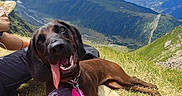 Voza a rejoint le concours — aidez-le/la à gagner de superbes lots ! clouds, dog, feet, grass, happy, hiking, landscape, leash, mountains, nature, outdoor, person, playful, relaxing, sky, socks, summer, sunny, tongue_out, vacation