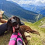 Voza a rejoint le concours — aidez-le/la à gagner de superbes lots ! dog, mountains, grass, outdoor, happy, tongue_out, socks, feet, person, nature, sky, clouds, leash, summer, relaxing, landscape, hiking, vacation, sunny, playful